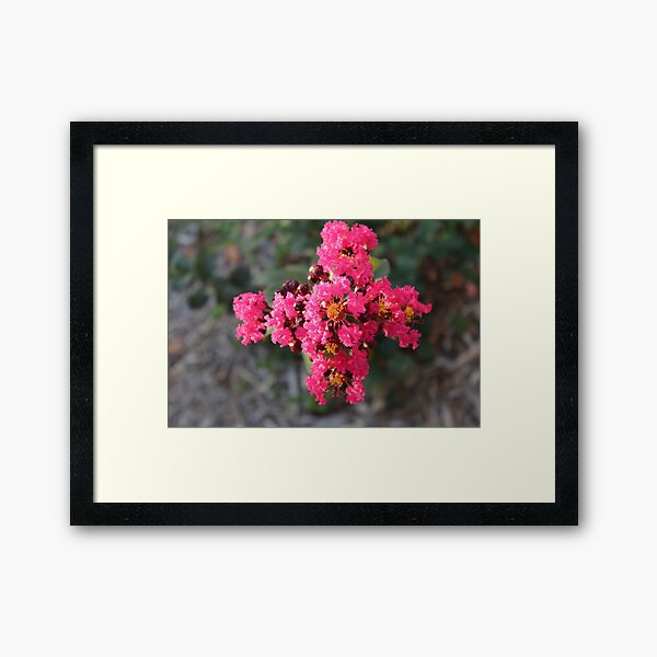 Item preview, Crepe Myrtle designed and sold by Bob Hardy.