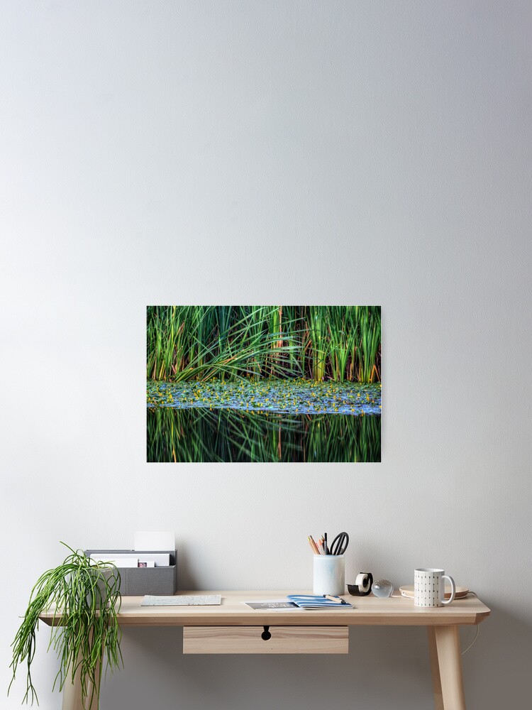 Thumbnail 2 of 3, Poster, Splitting Reeds designed and sold by boblarsonphoto.