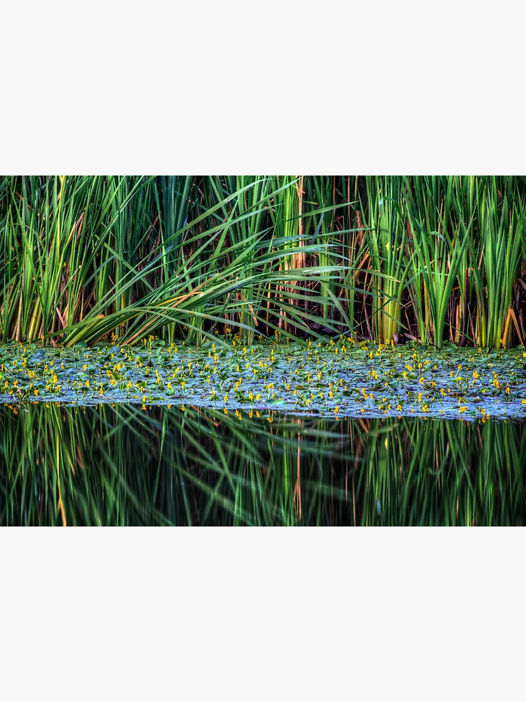 Thumbnail 3 of 3, Poster, Splitting Reeds designed and sold by Bob Larson.