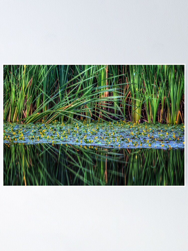 Thumbnail 1 of 3, Poster, Splitting Reeds designed and sold by boblarsonphoto.