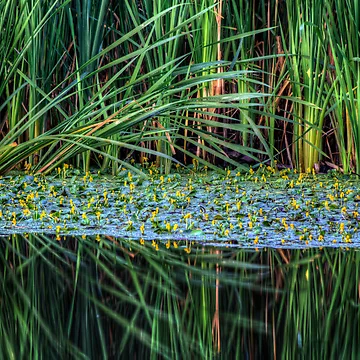 Artwork thumbnail, Splitting Reeds by Bob Larson