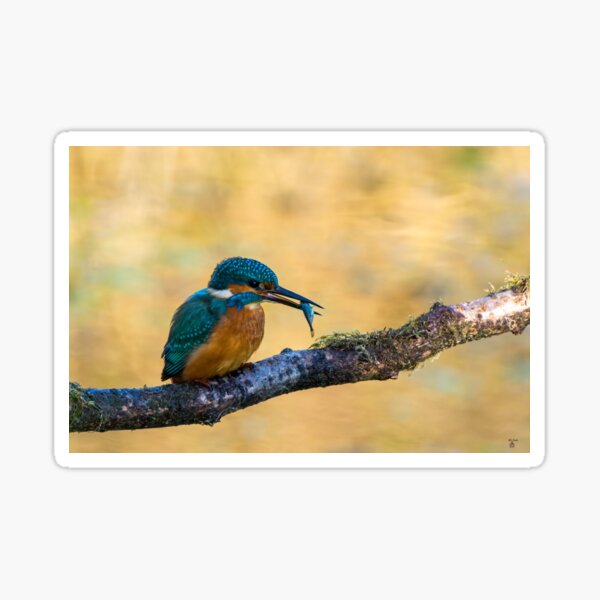 Item preview, Kingfisher designed and sold by iCimages.net.
