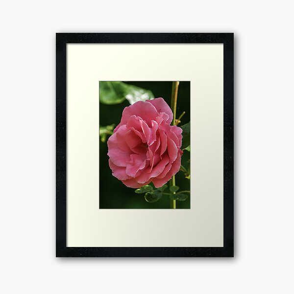 Item preview, Pink Rose designed and sold by Roger Hall.