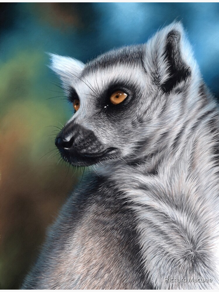 Wildlife artwork of a Lemur by richardmacwee
