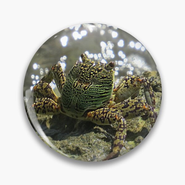 Item preview, Mottled Lightfoot Crab  designed and sold by Linda Walsh.
