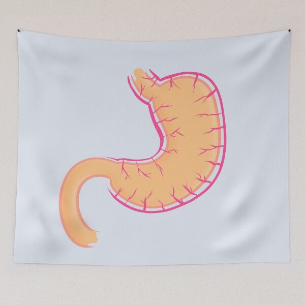 Item preview, minimalistic stomach illustration | anatomy designed and sold by acatalepsys.