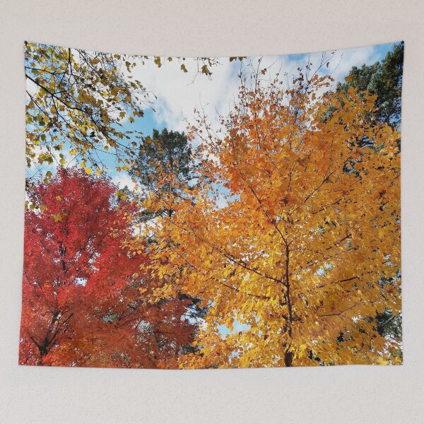 Item preview, Sugar Maples in all their glory designed and sold by rvjames.