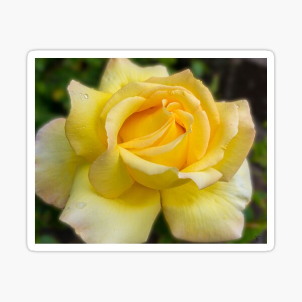 Item preview, Yellow rose designed and sold by iCimages.net.
