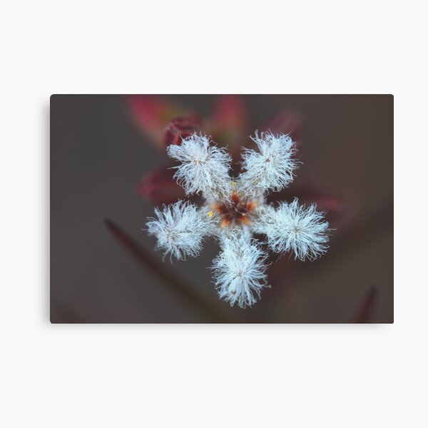 Item preview, Leucopogon virgatus designed and sold by andrachne.