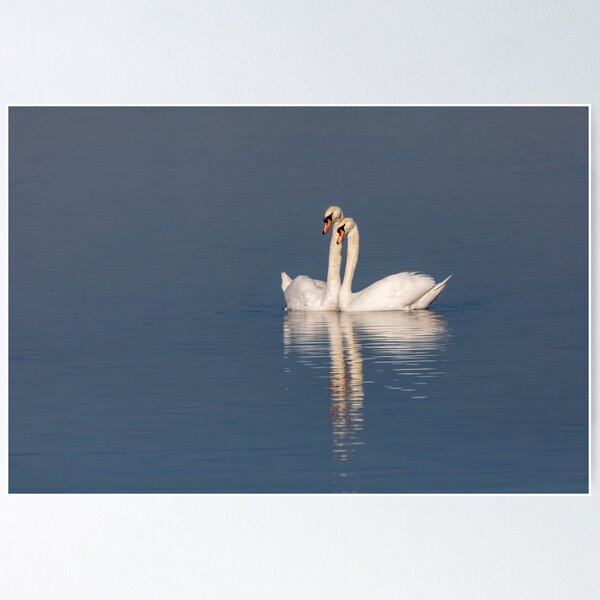 Swan pair Poster