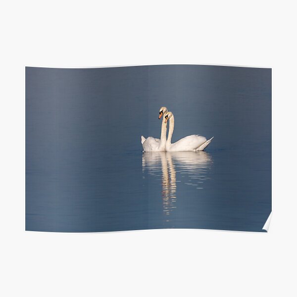 Swan pair Poster