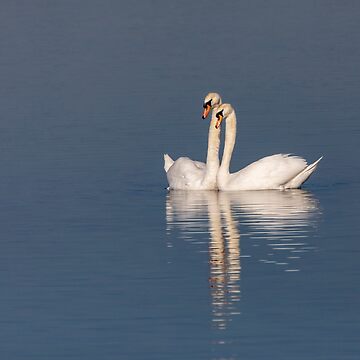 Artwork thumbnail, Swan pair by AYatesPhoto