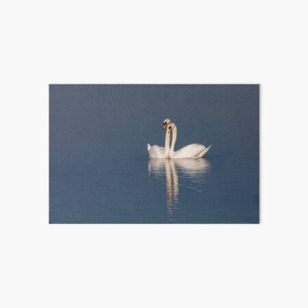 Swan pair Art Board Print