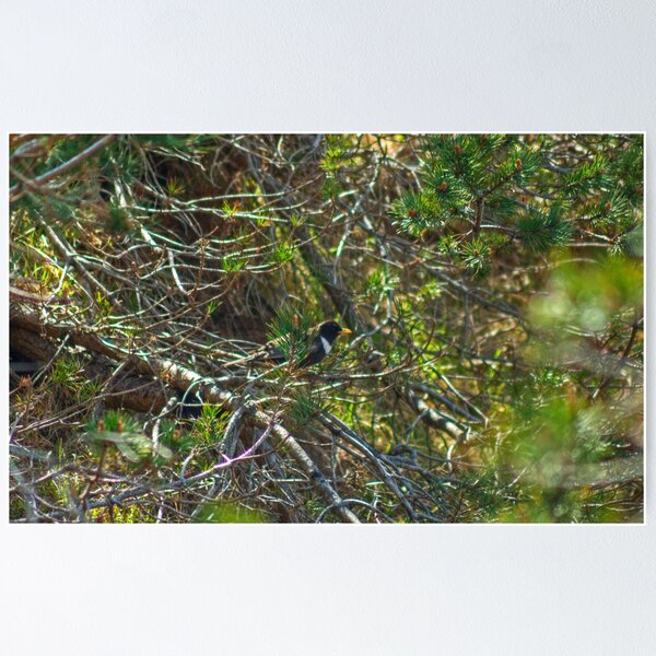 Item preview, Ring Ouzel..The Mountain Blackbird designed and sold by Jamie  Green.