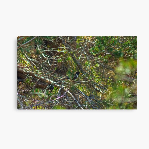 Item preview, Ring Ouzel..The Mountain Blackbird designed and sold by Jamie  Green.
