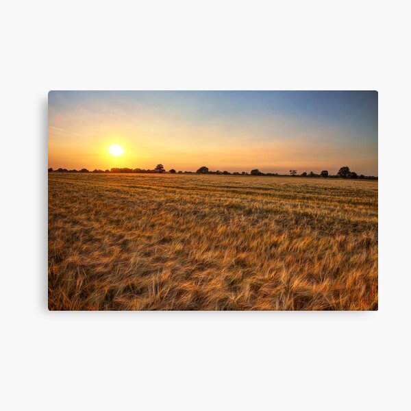 Summer Sunset, Essex. Canvas Print