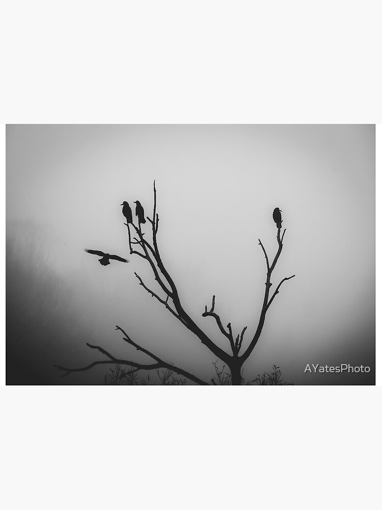 Artwork view, A perch in the mist designed and sold by AYatesPhoto