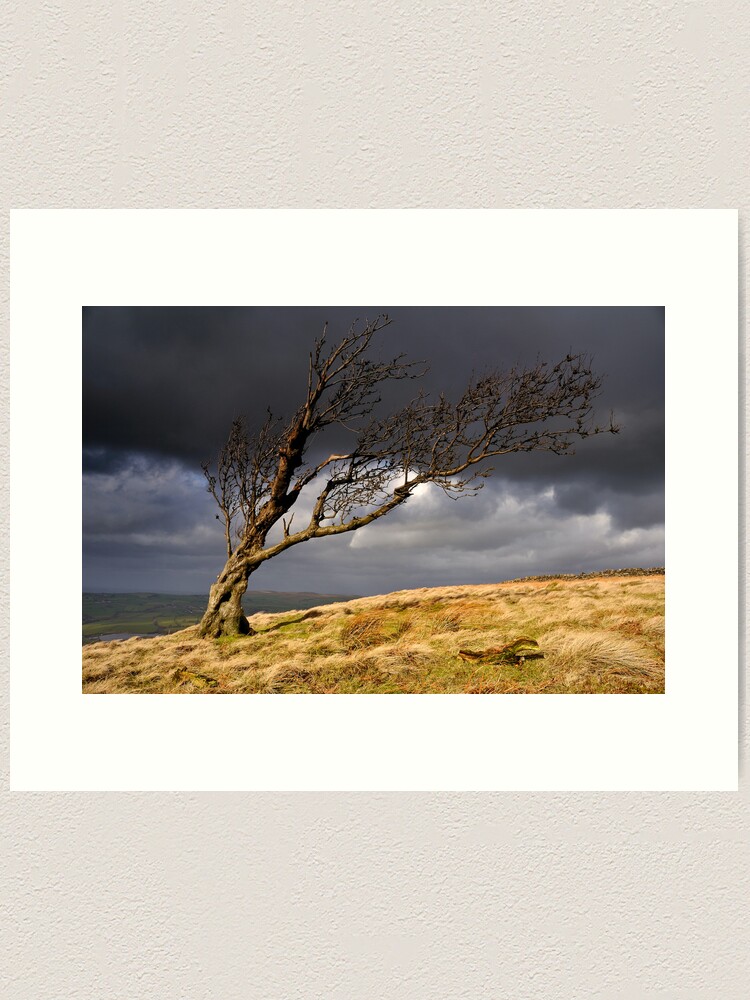 Thumbnail 1 of 3, Art Print, Lone Tree, Nab End designed and sold by sjbowen.