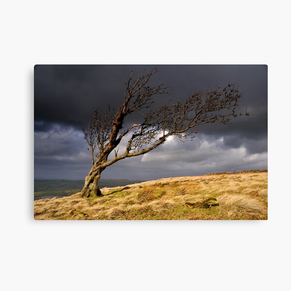 Lone Tree, Nab End Canvas Print