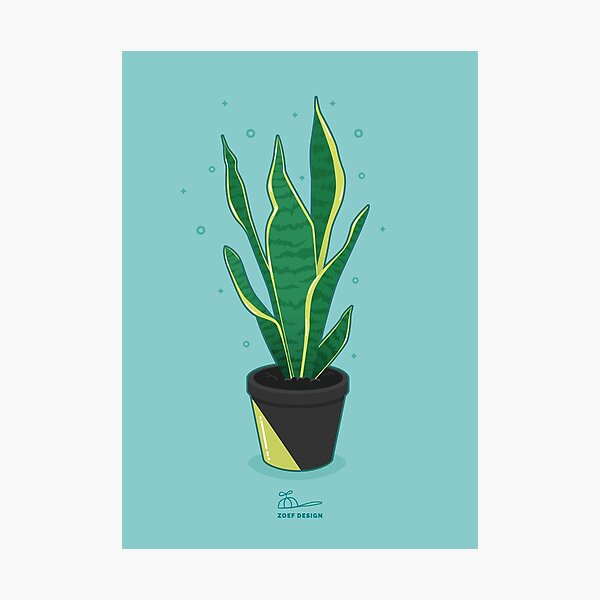 snake plant Photographic Print