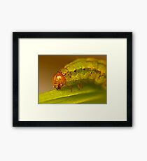 Goggles Framed Print