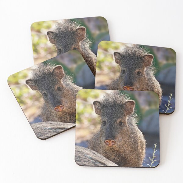 Item preview, Sweet Faced Female Javelina designed and sold by MomentofPercep.