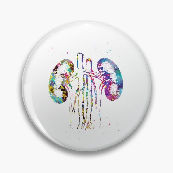 Item preview, Kidneys anatomy designed and sold by Liededrom..