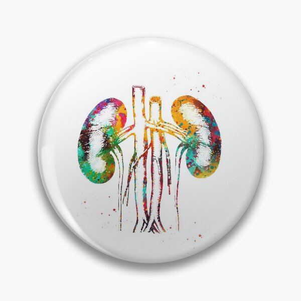 Item preview, Kidneys anatomy  designed and sold by Liededrom..