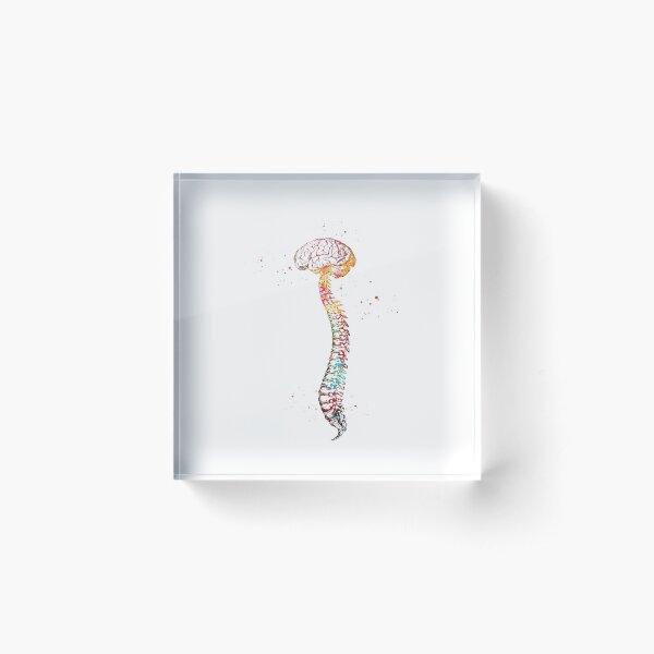 Human Spine with Brain Acrylic Block
