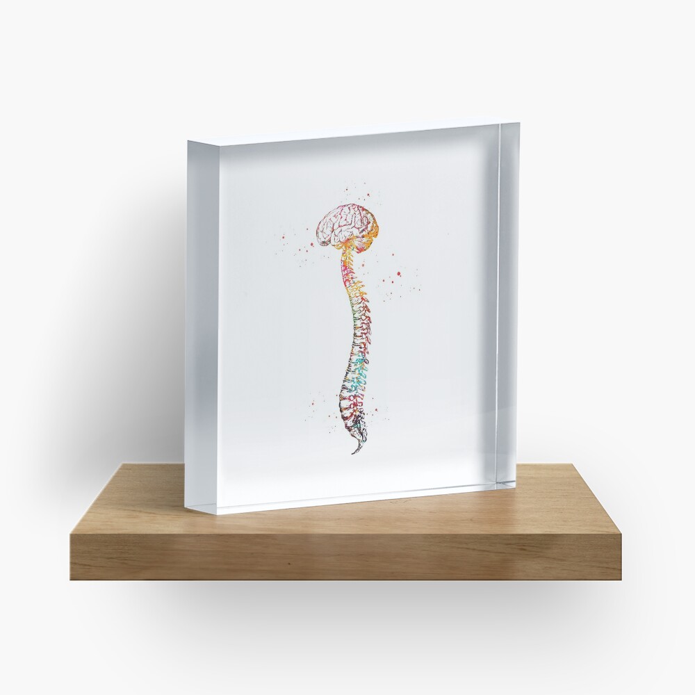 Human Spine with Brain Acrylic Block