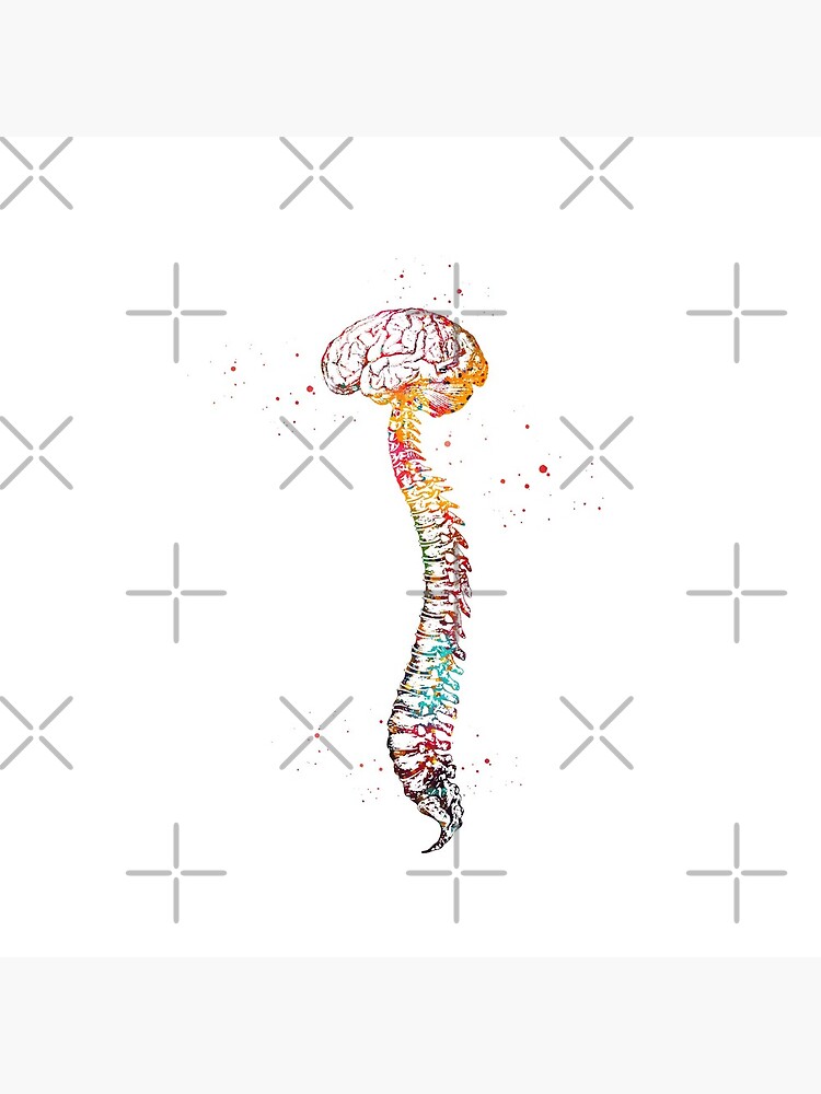 Human Spine with Brain by erzebetth