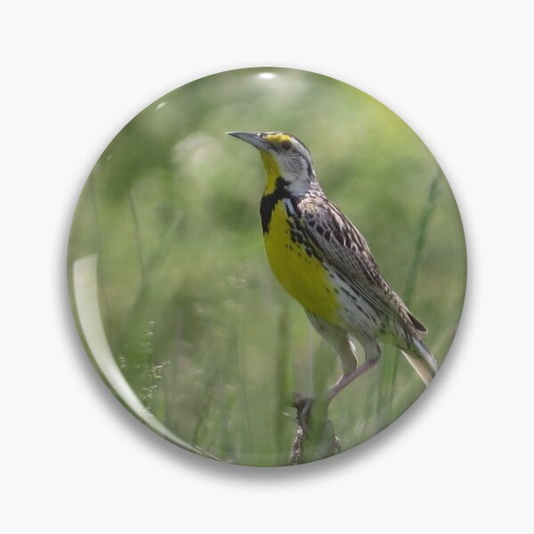 Item preview, Eastern Meadowlark designed and sold by Pauline Catling.