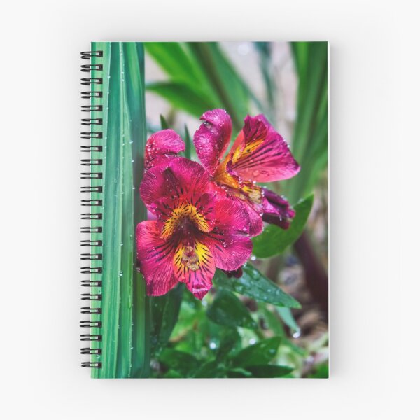 Item preview, Pink Peruvian lily designed and sold by Vicki Field.