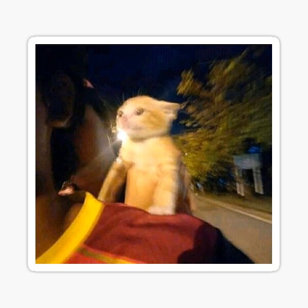 "cat on a bike ride" Sticker for Sale by sadisubedi Redbubble