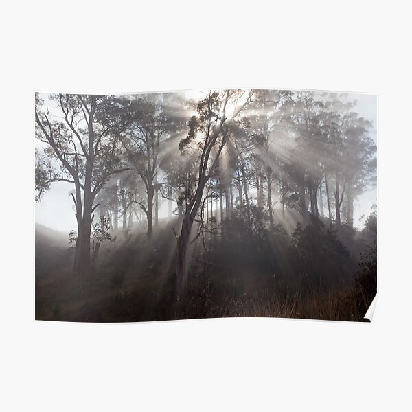 Morning Glory Poster