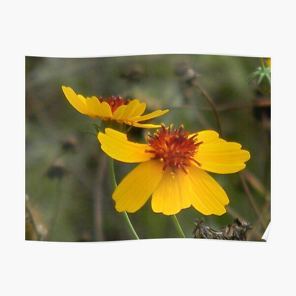 Coreopsis, Mid-Summer Poster