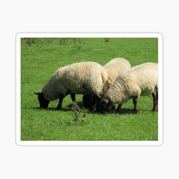 Merch #77 -- Sheep - Shot 3 (Hadrian's Wall) Sticker