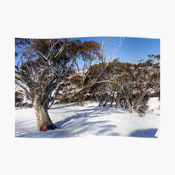 Snow gums Poster