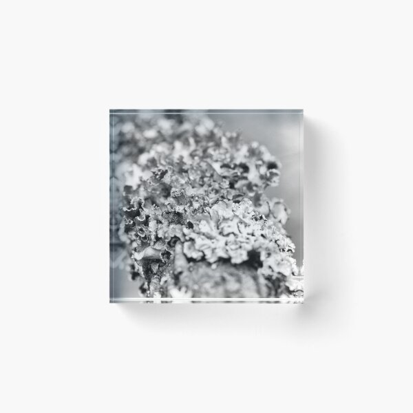 Item preview, The miniature world of Lichen  designed and sold by Lanean.