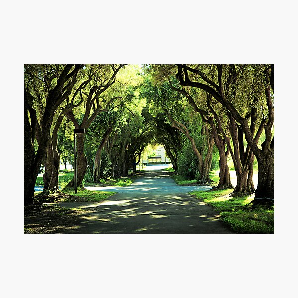 Ohlone College Walkway Photographic Print