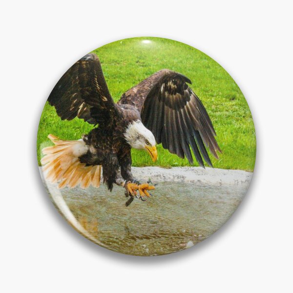 Aperçu de l'œuvre fwc 1143 adler créée et vendue par fred chiea.