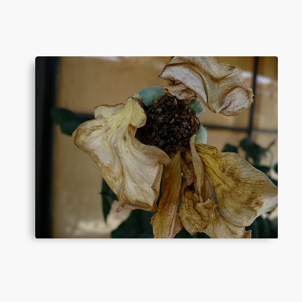 Dying Bloom Canvas Print