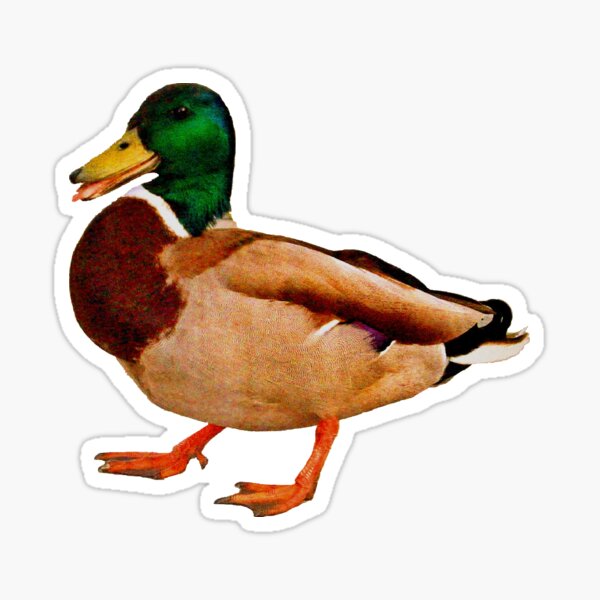 "Duck" Sticker for Sale by silentstead | Redbubble