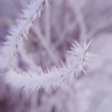 Artwork thumbnail, Spring Frost by Troy Stapek
