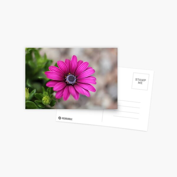 Colourful pink flowers Postcard