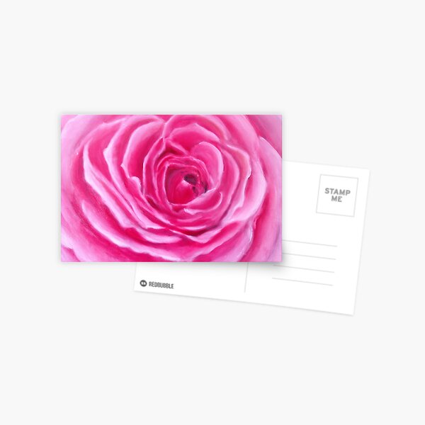 Pink rose Postcard