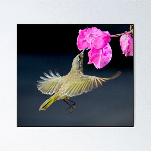 Item preview, Honeyeater 1 designed and sold by John Van Den Broeke.