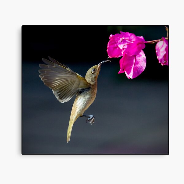 Item preview, Honeyeater 3 designed and sold by John Van Den Broeke.
