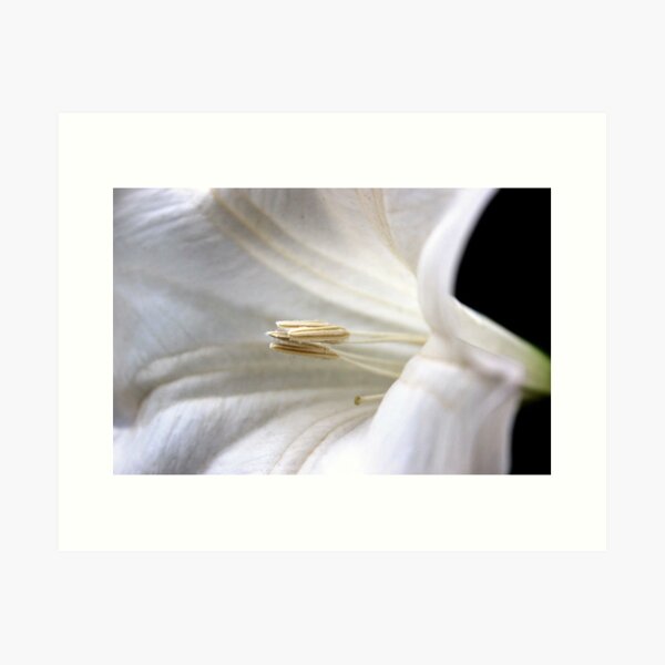 Aperçu de l'œuvre Moonflower Madness créée et vendue par aprilann.