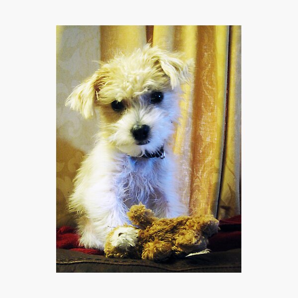Item preview, My Favorite Toy - Tigger dog portrait designed and sold by LindaAppleArt.
